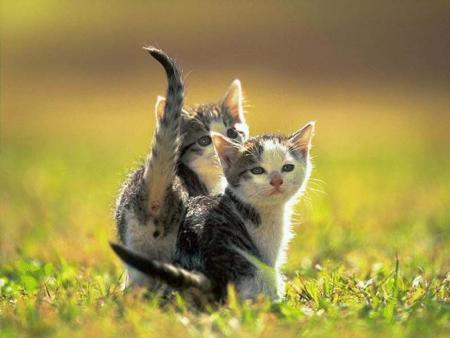 l'amour de chat